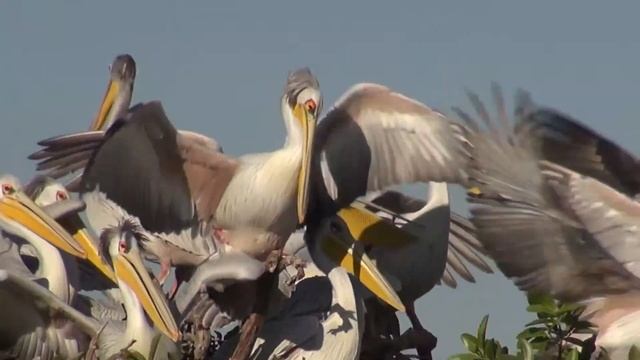 Roodrugpelikaan Documentaire - Dieren in Afrika смотреть онлайн
