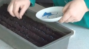 15 Секретов выращивания крепкой рассады капусты !