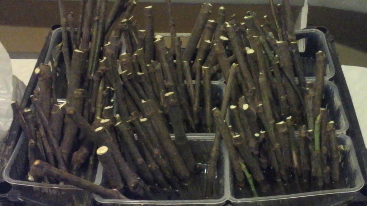 Как укоренить черенки инжира в воде. Начало смотреть онлайн