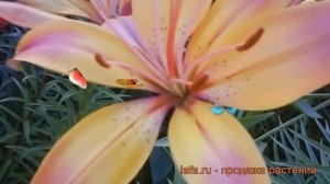 Лилия азиатская Розеллас Дрим ? обзор: как сажать, луковицы лилии Розеллас Дрим