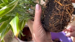 ДРАЦЕНА ДЕРЕМСКАЯ. ПЕРЕСАДКА МНОГОСТВОЛЬНОГО РАСТЕНИЯ. ВИДЕО №3