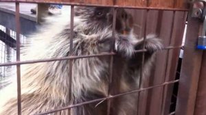 Дикобраз porcupine колючий зверёк может жить вместо собаки