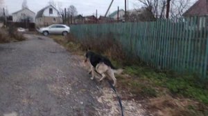 Выгул овчарки на поводке . Восточноевропейская овчарка