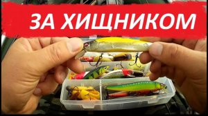 За хищником.Окунем и щукой. Раменье,р.Шерстня.