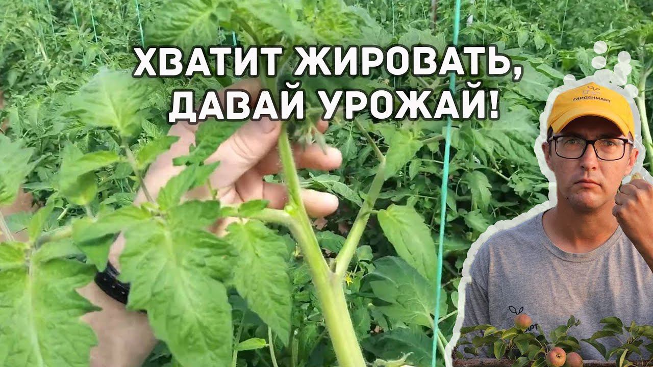 Томаты жируют? Сделайте это...