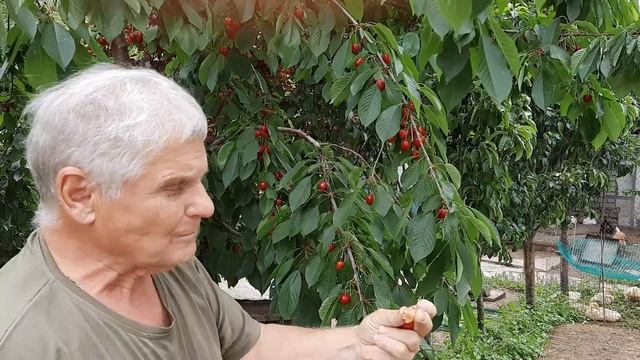 Болезни Абрикоса. Радикальное лечение!