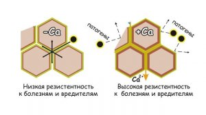 Белый Жемчуг Дрип Са+Mg для повышения качества плодов семечковых культур