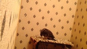 Канюк (или осоед) съедает кормовую мышь