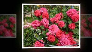 Tess of the d'Urbervilles Rose David Austin