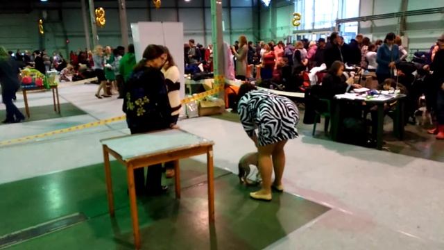 Poale Ell Adam 1 место Ринг щенков
