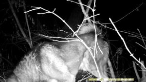 Фотоловушка HC900A. Пример видео. Ночь.