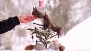 Squirrel Christmas book