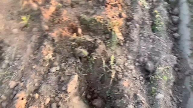 За день нашли больше чем за сезон! Царские РУБЛИ, УДЕЛЫ, ДОМОНГОЛ, УКРАШЕНИЯ и 500 монет!