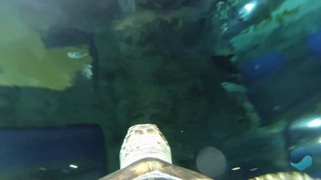 #Москвастобой — Черепахи смотреть онлайн