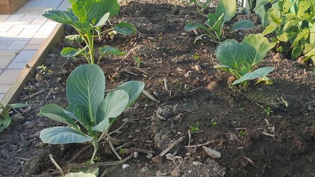 КАПУСТА ОБОЖАЕТ ЭТУ БЕЛУЮ ПОДКОРМКУ!!! КАПУСТА ОТРЕАГИРУЕТ МГНОВЕННЫМ РОСТОМ ПОСЛЕ ЭТОЙ ПОДКОРМКИ!! смотреть онлайн