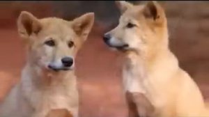 Дикая собака Динго