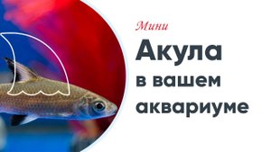 Акулий балу – мини-акула в вашем аквариуме!