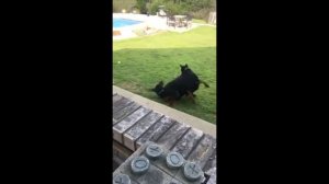 Doberman Pinscher Puppy Playing With Mom and Dad Family Dog Love