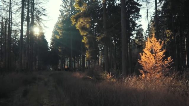 Футаж природа-леса-пейзаж-деревья-вуд