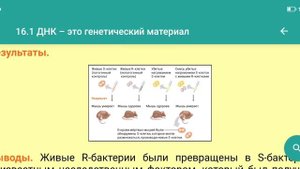 Эксперимент №24 из Campbell для ЕГЭ - Опыт Гриффита
