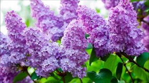 День рождения