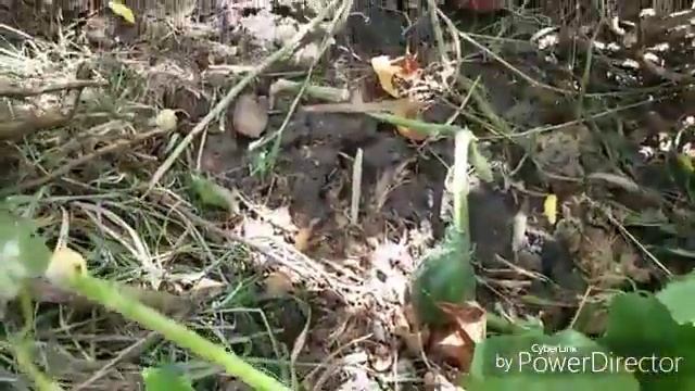 Огурцы на мусорной грядке. Июль. смотреть онлайн