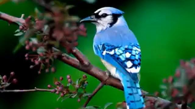 Birds sound ringtone смотреть онлайн