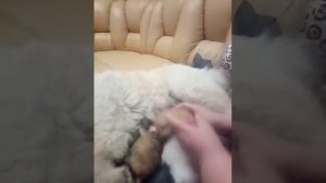 Мамы чау-чау!