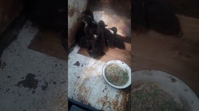 утята каюга