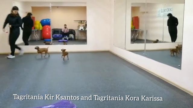 Первый раз в зале. Щенки пти-брабансона. 8 января 2020 г. смотреть онлайн