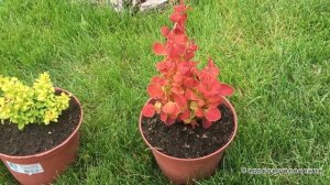 Яркие барбарисы Ориндж Айс и Голдалита  от питомника  Поиск