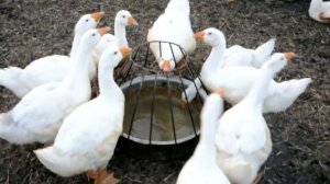 самодельные поилки для гусей!!!