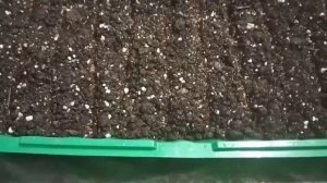 Алиссум. Посадка семян на рассаду.