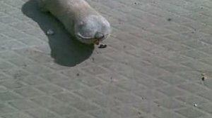 слепец слепыш.mp4