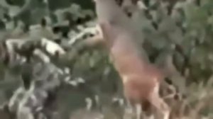 HELL !!! ANIMALS ATTACK PEOPLE.  УЖАС !!! ЖИВОТНЫЕ НАПАДАЮТ НА ЛЮДЕЙ.