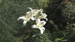 Лилия ОТ-гибрид. Сорт "Cocossa".