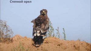 Калмыкия, заповедник Черные земли