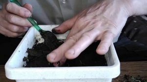 ☼Пикировка рассады помидорок желтых чери