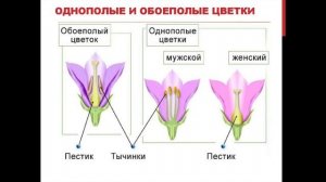 11. Цветок, его строение и значение. Биология. 6 класс - Пономарева. Краткий пересказ.