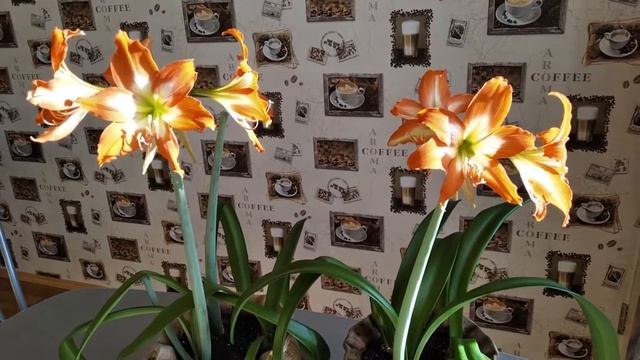 Гиппеаструм. Цветение и уход. смотреть онлайн