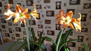 Гиппеаструм. Цветение и уход.