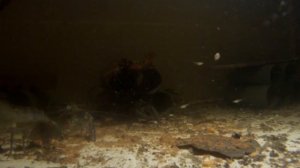 Раки под водой
