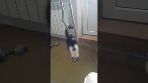 Маруся куница дома.