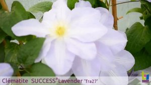 Clématite SUCCESS® Lavender 'Tra27' - Pépinières TRAVERS - Spécialiste des plantes grimpantes