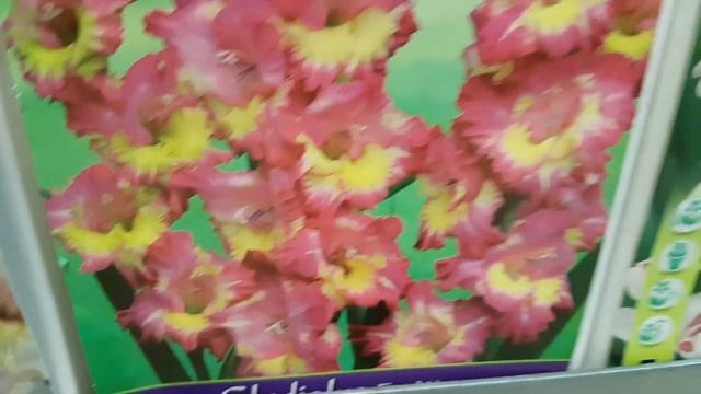 Гладиолусы в луковицах из Голландии(Нидерландов). Обзор магазина. Купила себе 5 луковичек. смотреть онлайн