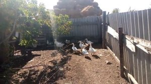 Утки башкирские и не только.