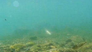 Реки 大甲溪, 油罗溪. Ловля японской корюшки Аю (香魚) на горных реках. 2017/05