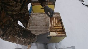 Лечим пчел от нозематоза.