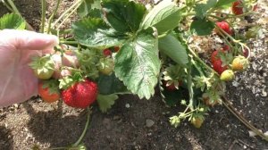 СУПЕР РАННИЙ сорт клубники МЕДОВАЯ. Сладкая как мёд!!!