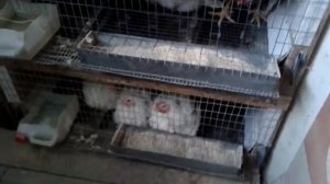 Выращивание бройлеров на зерносмеси